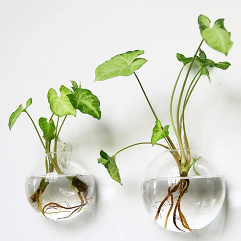 Hydroponic Wall Hanging Glass Vase